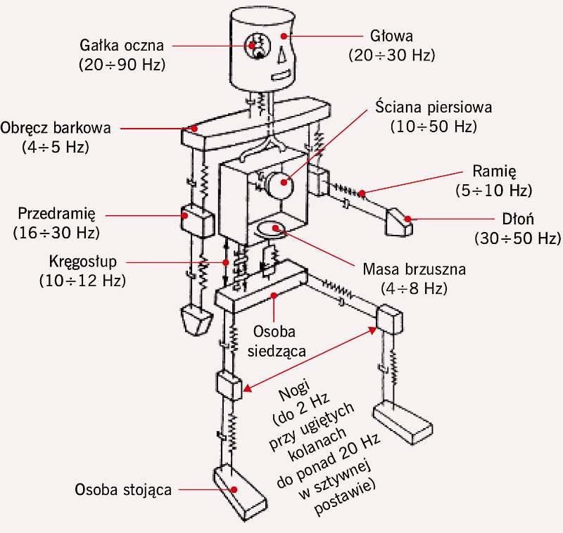 RYS. 1. Biomechaniczny model ciała ludzkiego opracowany przez Coermana zakładający, że ciało ludzkie jest zespołem rezonatorów o określonej częstotliwości drgań własnych; rys.: archiwum autorki na podst. [1]

RYS. 2. Kierunki i punkty przekazywania drg.